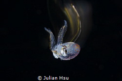 Jumping squid by Julian Hsu 